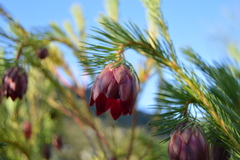Protea nana