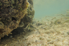 Chrysiptera leucopoma