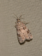 Scoparia pyralella