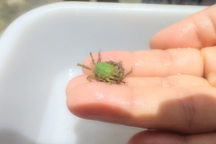 Menaethius monoceros