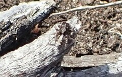 Saitis mutans