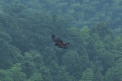 Ictinaetus malaiensis