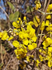 Banisteriopsis anisandra