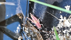 Pseudochorthippus parallelus