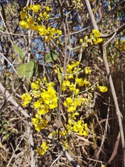 Banisteriopsis anisandra