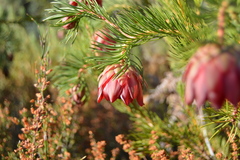Protea nana