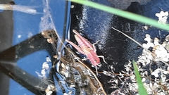 Pseudochorthippus parallelus