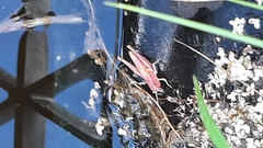 Pseudochorthippus parallelus