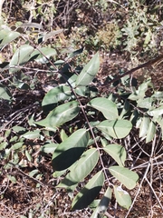 Banisteriopsis anisandra