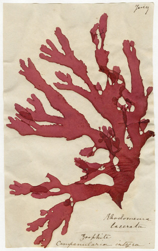 Representative image of Orthopyxis integra