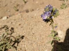 Phacelia franklinii
