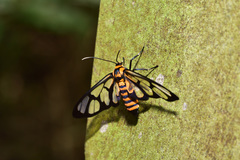 Amata perixanthia