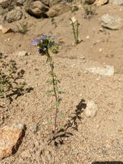 Phacelia franklinii