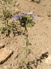 Phacelia franklinii