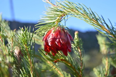 Protea nana