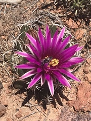 Mammillaria wrightii