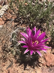 Mammillaria wrightii