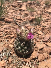 Mammillaria wrightii