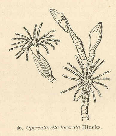 Representative image of Opercularella