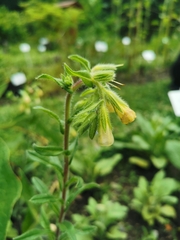 Nonea lutea