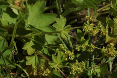Alchemilla conglobata