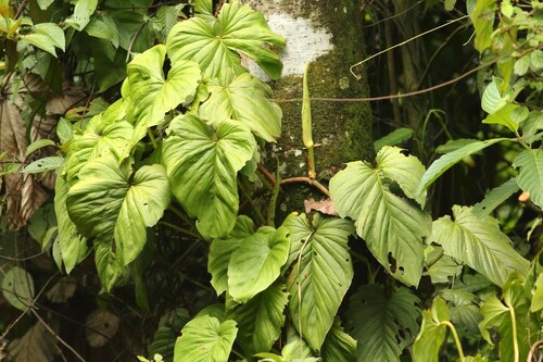 Philodendron giganteum image