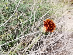 Thelesperma ambiguum