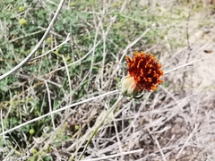 Thelesperma ambiguum