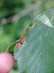 Profenusa canadensis