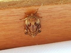 Archips oporana