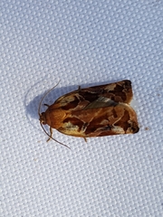 Archips oporana