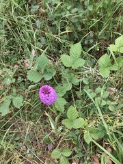 Anacamptis pyramidalis