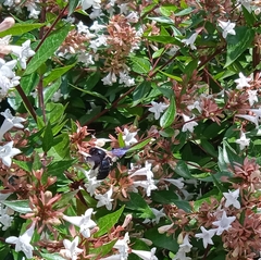 Xylocopa violacea