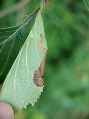 Profenusa canadensis