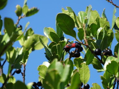 Purpuricenus kaehleri