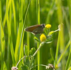 Coenonympha glycerion