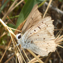 Tharsalea xanthoides