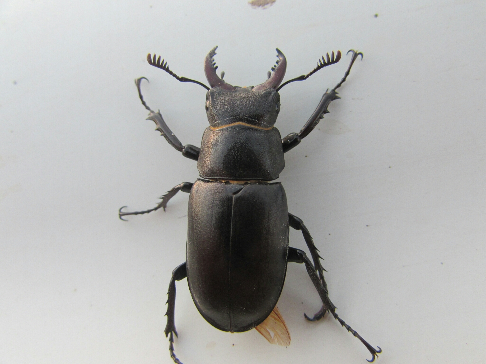 Lucanus tetraodon · iNaturalist
