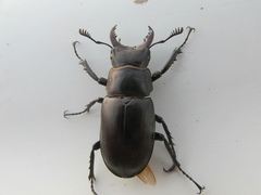 Lucanus tetraodon