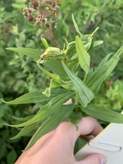 Asphondylia solidaginis