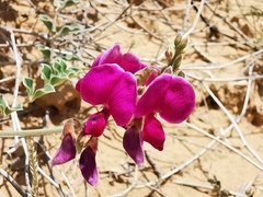 Tephrosia lindheimeri