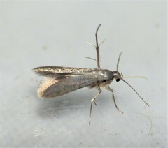 Schreckensteinia erythriella