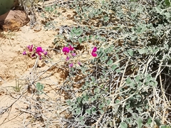 Tephrosia lindheimeri