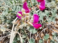 Tephrosia lindheimeri