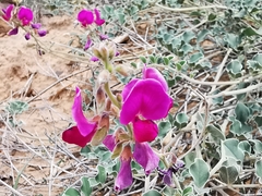 Tephrosia lindheimeri