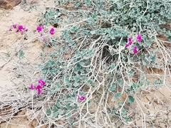 Tephrosia lindheimeri