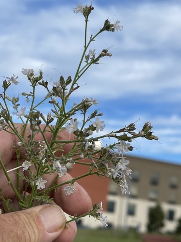 Sticky gilia (Aliciella pinnatifida)