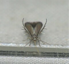 Schreckensteinia erythriella