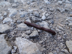 Pachyiulus hungaricus