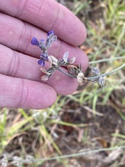 Pediomelum digitatum